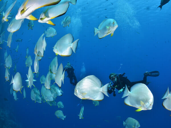 Shark and Yolanda - Batfish and divers