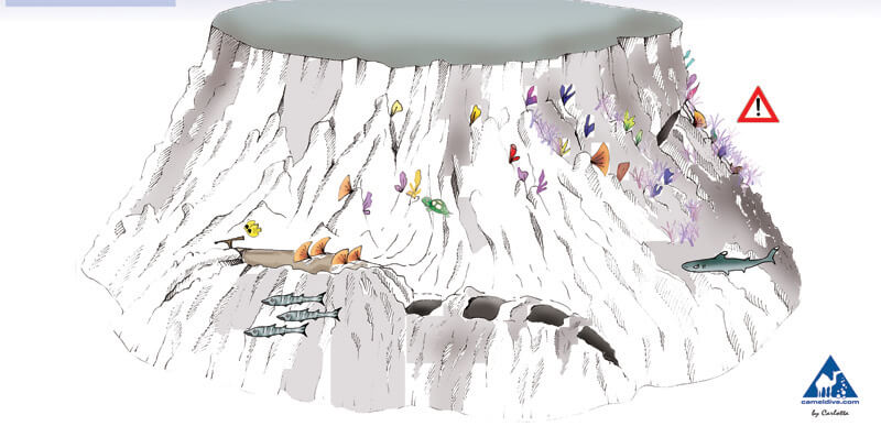 Thomas Reef Dive Site Map - Tiran