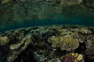 Thomas reef photos