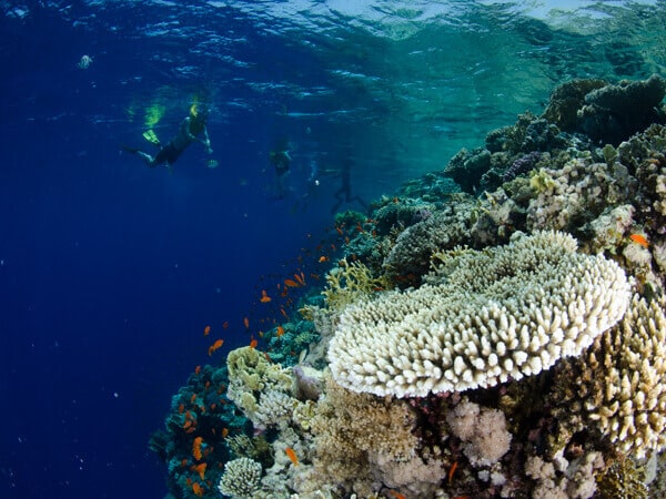 Thomas reef photos